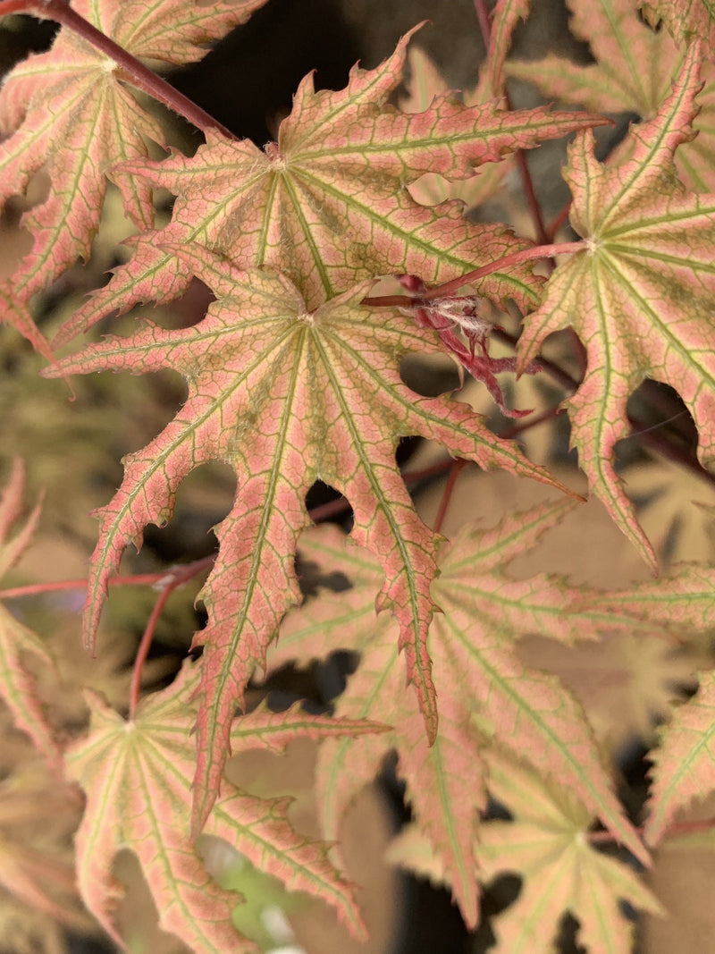 - FOR PICKUP ONLY | Acer palmatum 'Nebula' Variegated Japanese Maple | DOES NOT SHIP - Mr Maple │ Buy Japanese Maple Trees