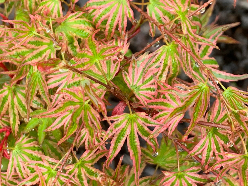 - FOR PICKUP ONLY | Acer palmatum 'Ikandi' Japanese Maple| DOES NOT SHIP - Mr Maple │ Buy Japanese Maple Trees