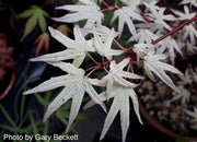 - FOR PICKUP ONLY | Acer palmatum 'Ukigumo' Floating Clouds Japanese Maple | DOES NOT SHIP - Mr Maple │ Buy Japanese Maple Trees