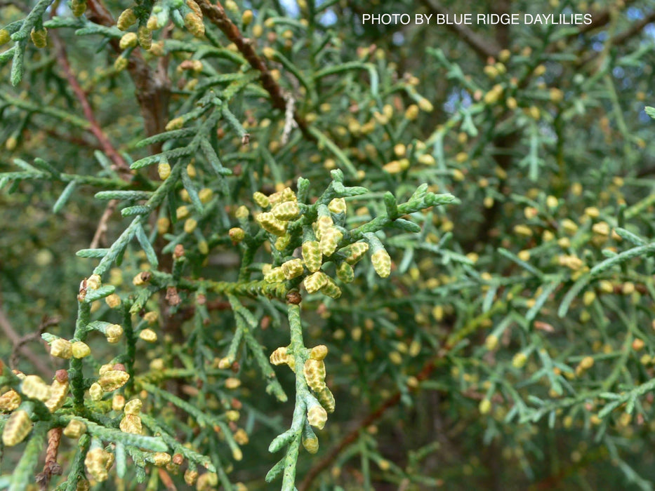 Cupressus arizonica 'Carolina Sapphire' Blue Arizona Cypress