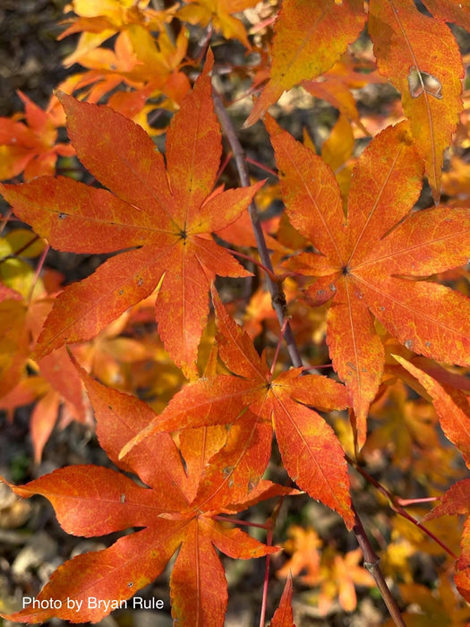 FOR PICKUP ONLY | Acer palmatum 'Ukigumo' Floating Clouds Japanese Maple | DOES NOT SHIP