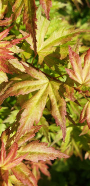 - Acer palmatum 'Ramona' Rare Japanese Maple - Mr Maple │ Buy Japanese Maple Trees