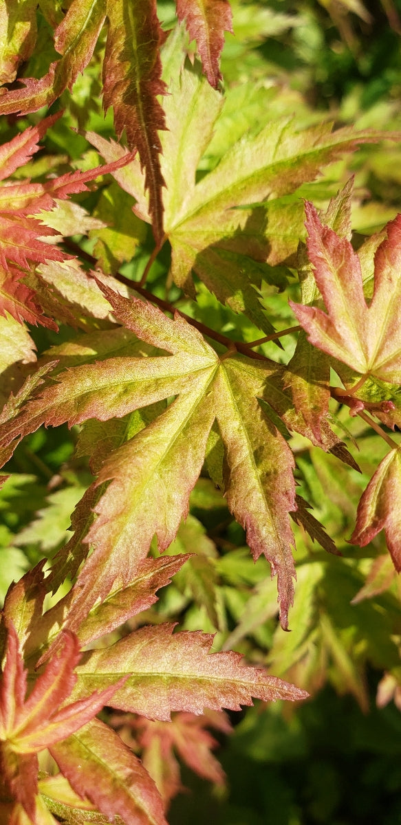 - Acer palmatum 'Ramona' Rare Japanese Maple - Mr Maple │ Buy Japanese Maple Trees