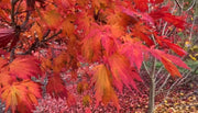 - FOR PICKUP ONLY | Acer japonicum ‘Rising Sun’ Japanese Maple | DOES NOT SHIP - Mr Maple │ Buy Japanese Maple Trees