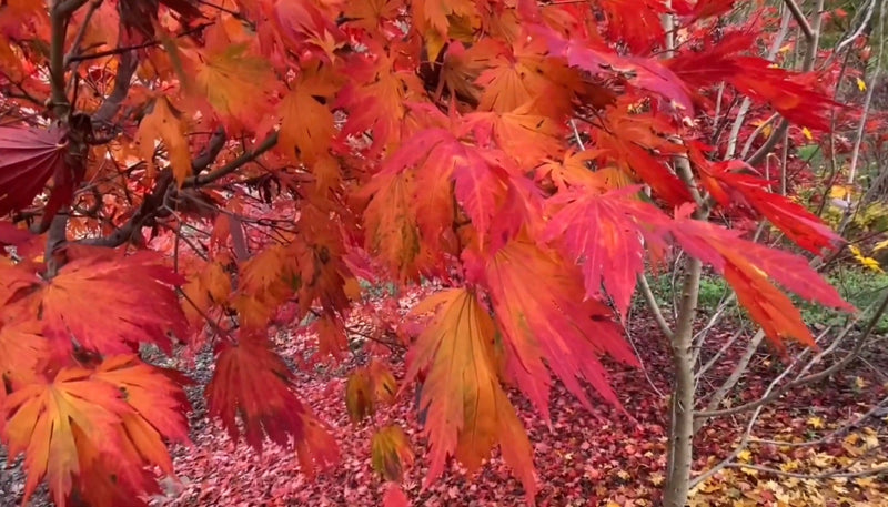 - FOR PICKUP ONLY | Acer japonicum ‘Rising Sun’ Japanese Maple | DOES NOT SHIP - Mr Maple │ Buy Japanese Maple Trees