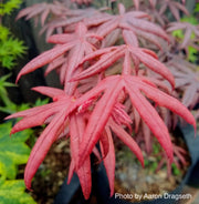 - FOR PICK UP ONLY | Acer palmatum 'Peve Starfish' Japanese Maple | DOES NOT SHIP - Mr Maple │ Buy Japanese Maple Trees