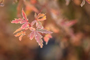 - FOR PICK UP ONLY | Acer palmatum 'Butterfly' Japanese Maple | DOES NOT SHIP - Mr Maple │ Buy Japanese Maple Trees