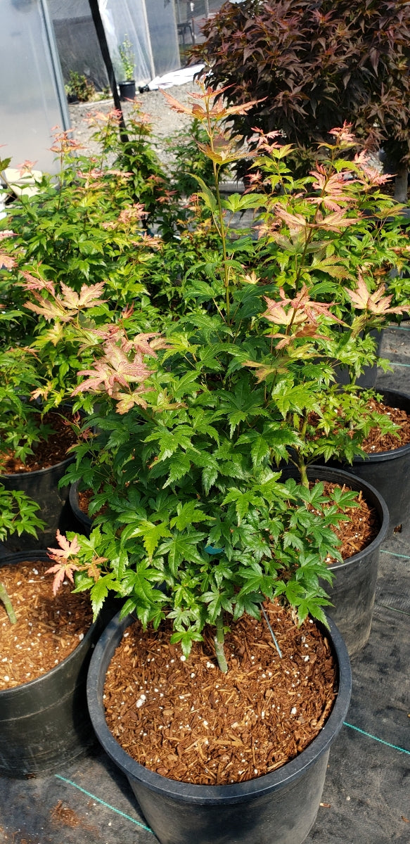 - Acer palmatum 'Ramona' Rare Japanese Maple - Mr Maple │ Buy Japanese Maple Trees