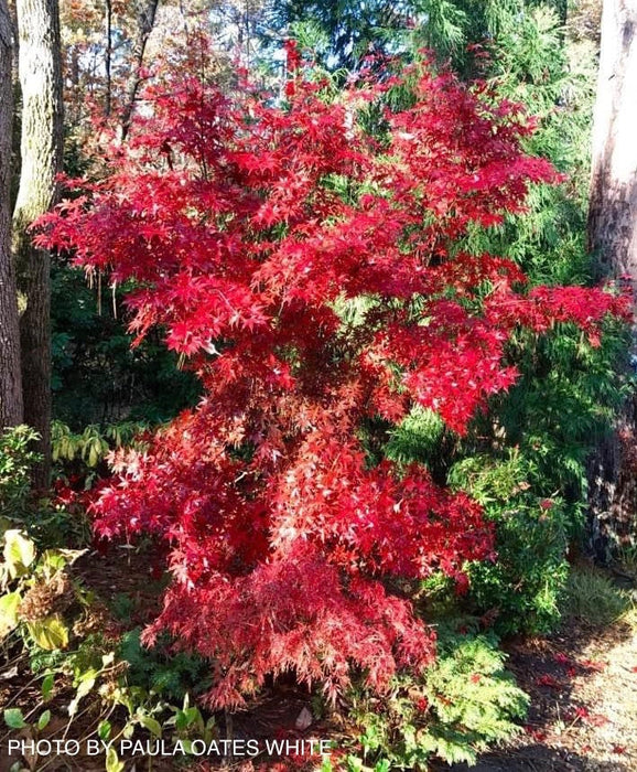 FOR PICKUP ONLY | Acer palmatum 'Nuresagi' Japanese Maple | DOES NOT SHIP