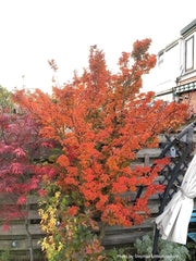 - FOR PICKUP ONLY | Acer palmatum 'Shishigashira' Lion's Head Japanese Maple | DOES NOT SHIP - Mr Maple │ Buy Japanese Maple Trees