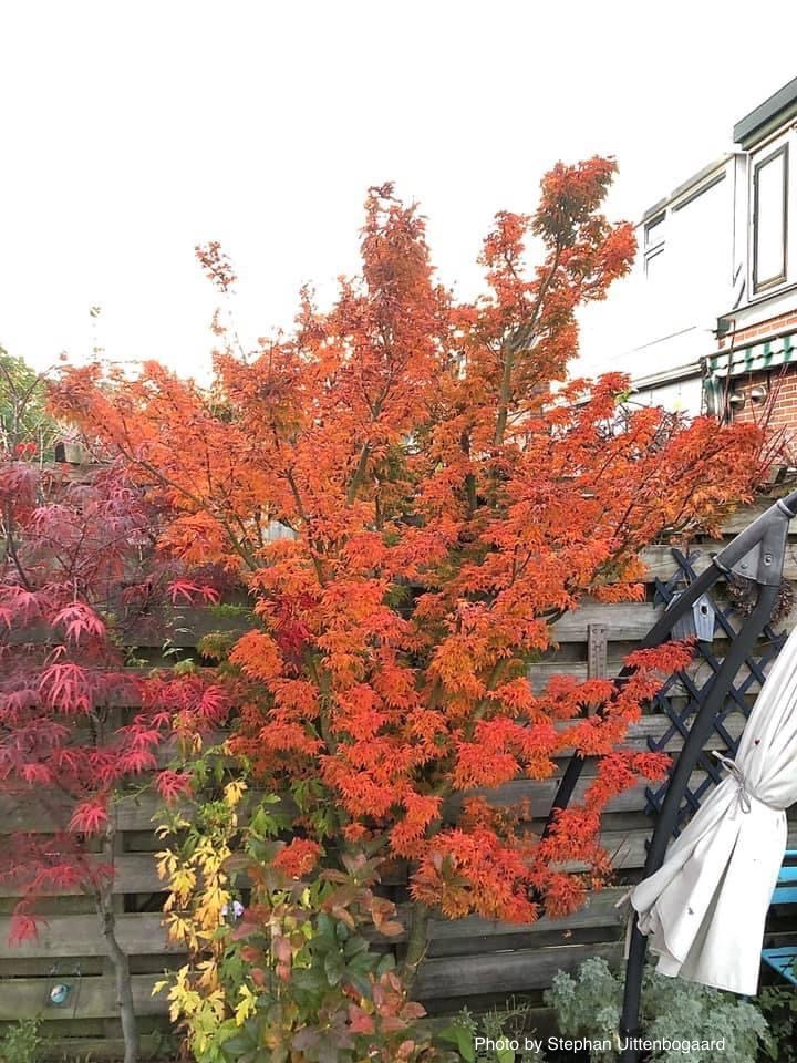 - FOR PICKUP ONLY | Acer palmatum 'Shishigashira' Lion's Head Japanese Maple | DOES NOT SHIP - Mr Maple │ Buy Japanese Maple Trees