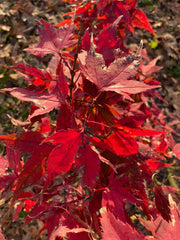 - FOR PICKUP ONLY | Acer palmatum 'Japanese Princess' Dwarf Japanese Maple | DOES NOT SHIP - Mr Maple │ Buy Japanese Maple Trees