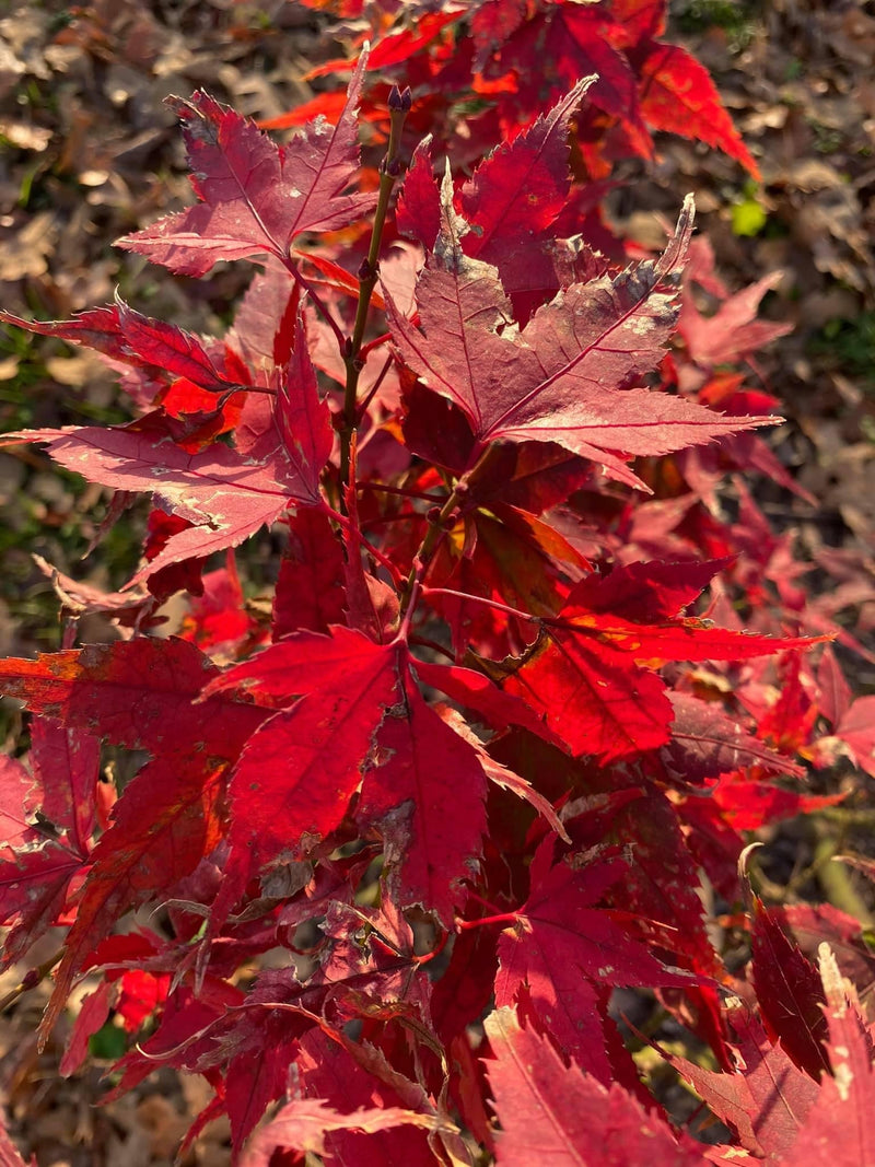 - FOR PICKUP ONLY | Acer palmatum 'Japanese Princess' Dwarf Japanese Maple | DOES NOT SHIP - Mr Maple │ Buy Japanese Maple Trees