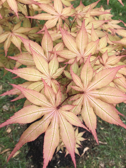 FOR PICK UP ONLY | Acer palmatum 'Amber Ghost' Japanese Maple | DOES NOT SHIP