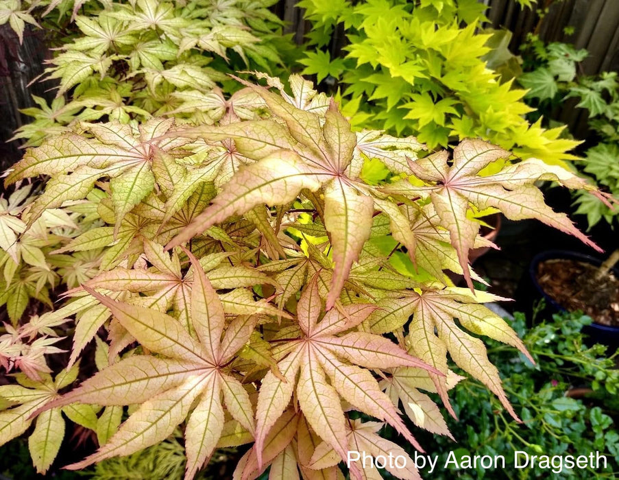 FOR PICK UP ONLY | Acer palmatum 'Amber Ghost' Japanese Maple | DOES NOT SHIP