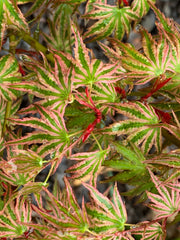 - FOR PICKUP ONLY | Acer palmatum 'Ikandi' Japanese Maple| DOES NOT SHIP - Mr Maple │ Buy Japanese Maple Trees