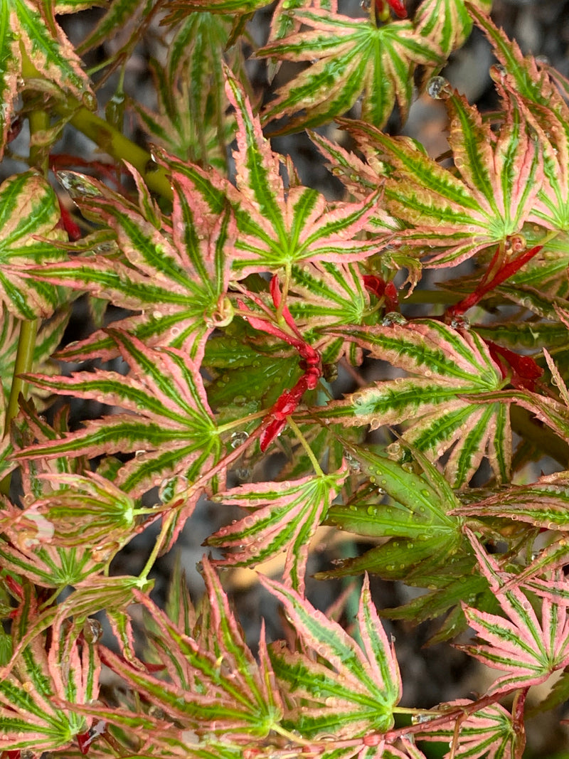 - FOR PICKUP ONLY | Acer palmatum 'Ikandi' Japanese Maple| DOES NOT SHIP - Mr Maple │ Buy Japanese Maple Trees