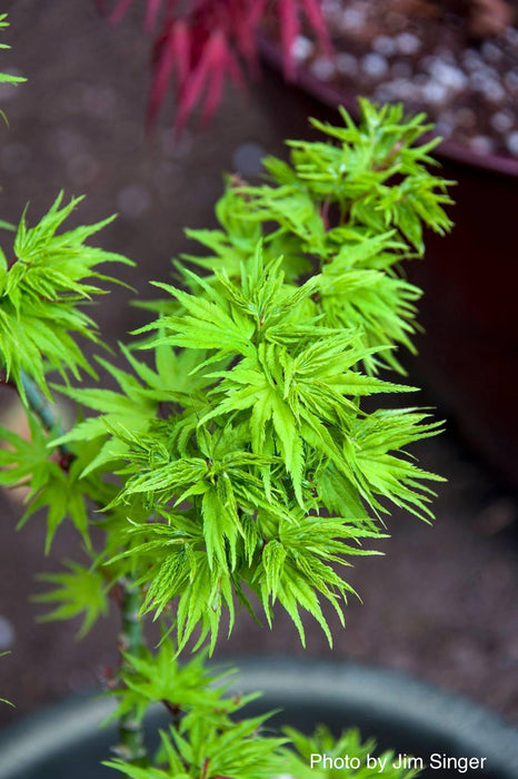 - FOR PICKUP ONLY | Acer palmatum 'Tattoo' Dwarf Japanese Maple | DOES NOT SHIP - Mr Maple │ Buy Japanese Maple Trees