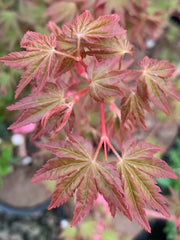 - Acer palmatum 'Gold Digger' Yellow Coral Bark Japanese Maple - Mr Maple │ Buy Japanese Maple Trees