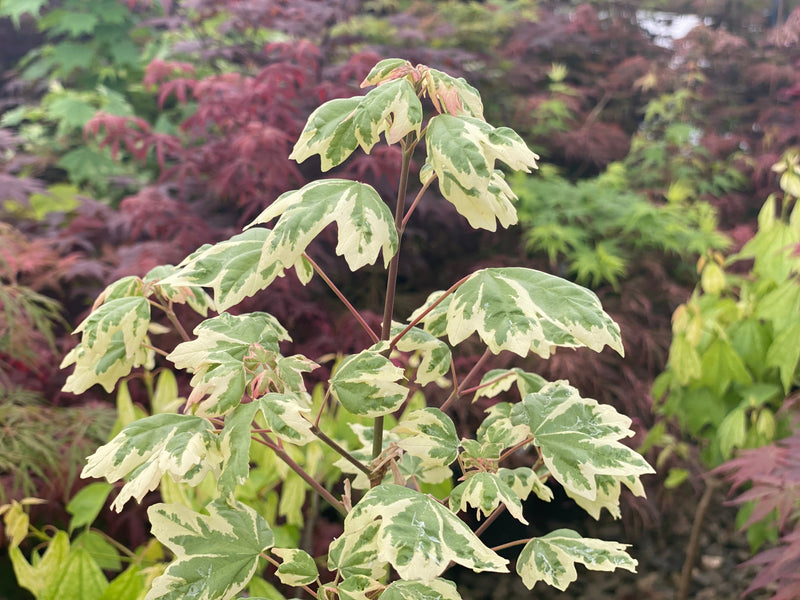 - FOR PICK UP ONLY | Acer campestre 'Carnival' White Variegated Maple | DOES NOT SHIP - Mr Maple │ Buy Japanese Maple Trees