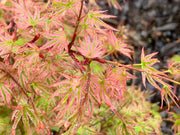 - FOR PICKUP ONLY | Acer palmatum 'Ikandi' Japanese Maple| DOES NOT SHIP - Mr Maple │ Buy Japanese Maple Trees