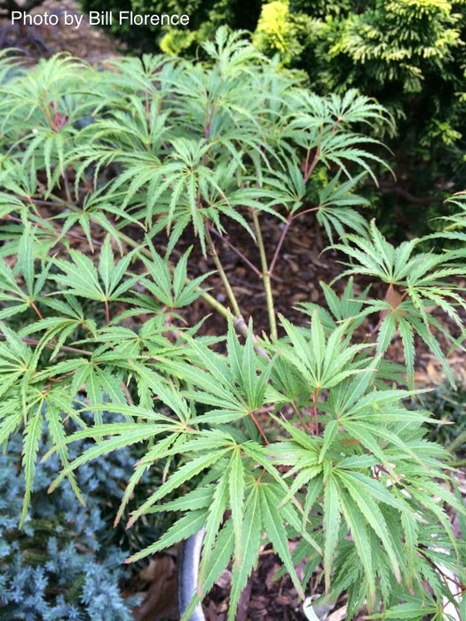 FOR PICK UP ONLY | Acer palmatum 'Washi no o' Dwarf Weeping Japanese Maple | DOES NOT SHIP