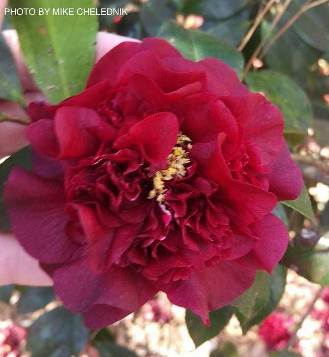 Camellia japonica 'Midnight Magic' Red Flowering Camellia