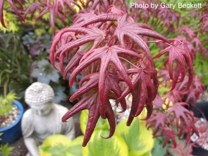 FOR PICK UP ONLY | Acer palmatum 'Peve Starfish' Japanese Maple | DOES NOT SHIP