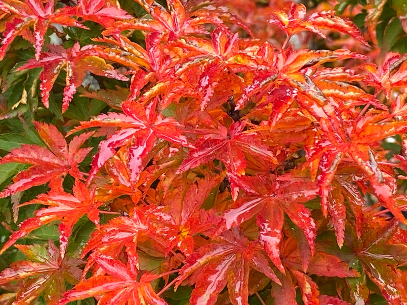 - FOR PICKUP ONLY | Acer palmatum 'Shishigashira' Lion's Head Japanese Maple | DOES NOT SHIP - Mr Maple │ Buy Japanese Maple Trees