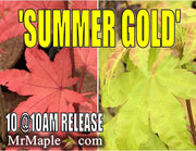 - FOR PICK UP ONLY | Acer palmatum 'Summer Gold' Japanese Maple | DOES NOT SHIP - Mr Maple │ Buy Japanese Maple Trees