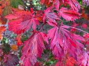 - FOR PICKUP ONLY | Acer japonicum 'Mai kujaku' Dancing Peacock Japanese Maple | DOES NOT SHIP - Mr Maple │ Buy Japanese Maple Trees