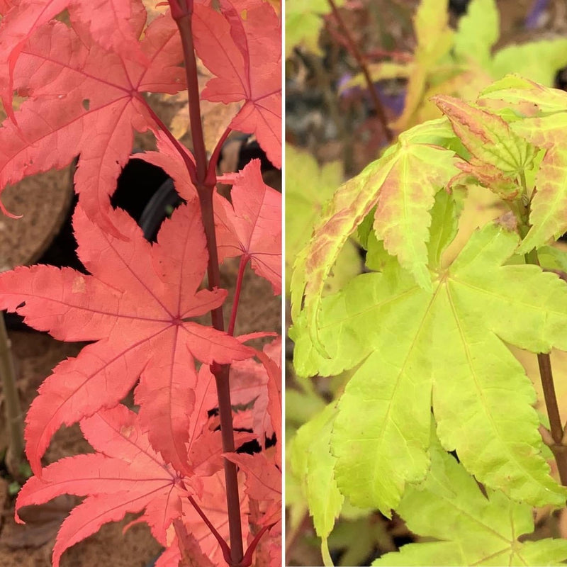 - FOR PICK UP ONLY | Acer palmatum 'Summer Gold' Japanese Maple | DOES NOT SHIP - Mr Maple │ Buy Japanese Maple Trees