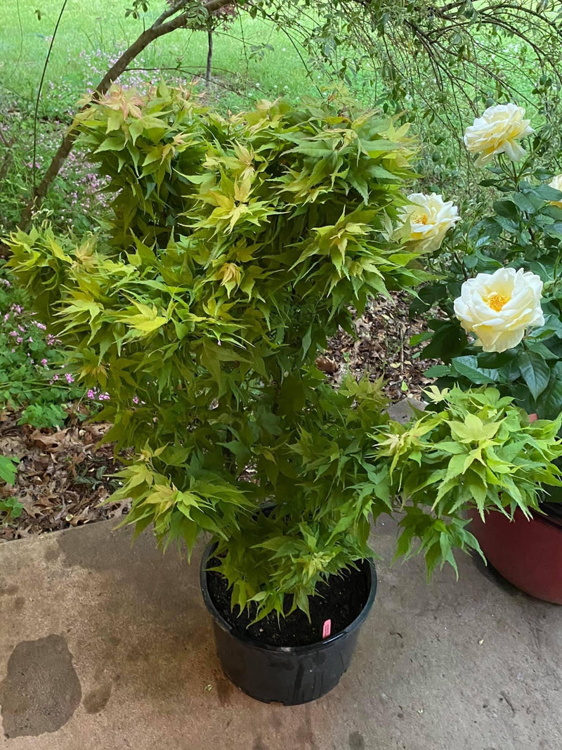 - FOR PICKUP ONLY | Acer palmatum 'Japanese Princess' Dwarf Japanese Maple | DOES NOT SHIP - Mr Maple │ Buy Japanese Maple Trees