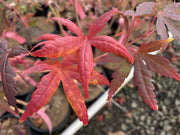 - Acer palmatum 'Gold Digger' Yellow Coral Bark Japanese Maple - Mr Maple │ Buy Japanese Maple Trees