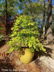 - FOR PICKUP ONLY | Acer palmatum 'Ryusen' Japanese Maple | DOES NOT SHIP - Mr Maple │ Buy Japanese Maple Trees