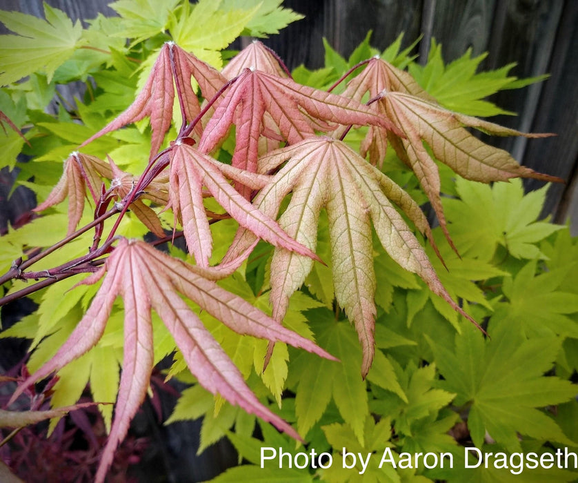 - FOR PICK UP ONLY | Acer palmatum 'Amber Ghost' Japanese Maple | DOES NOT SHIP - Mr Maple │ Buy Japanese Maple Trees