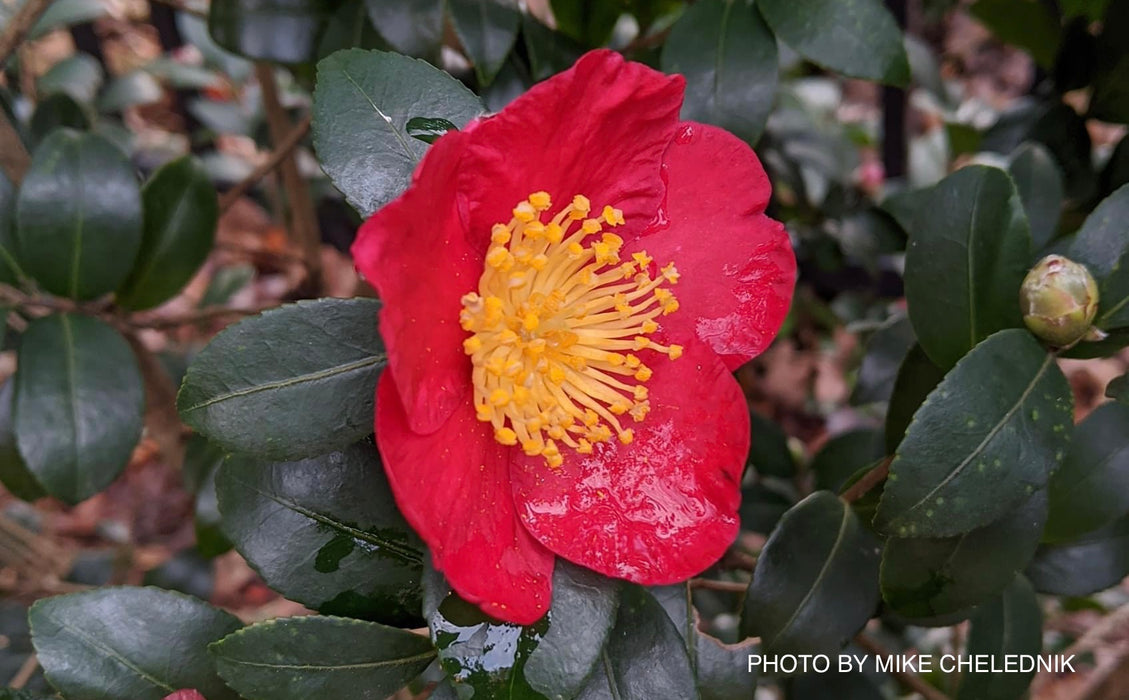 Camellia sasanqua 'Yuletide' Red Flowering Camellia