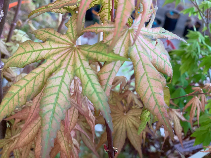 - FOR PICKUP ONLY | Acer palmatum 'Nebula' Variegated Japanese Maple | DOES NOT SHIP - Mr Maple │ Buy Japanese Maple Trees