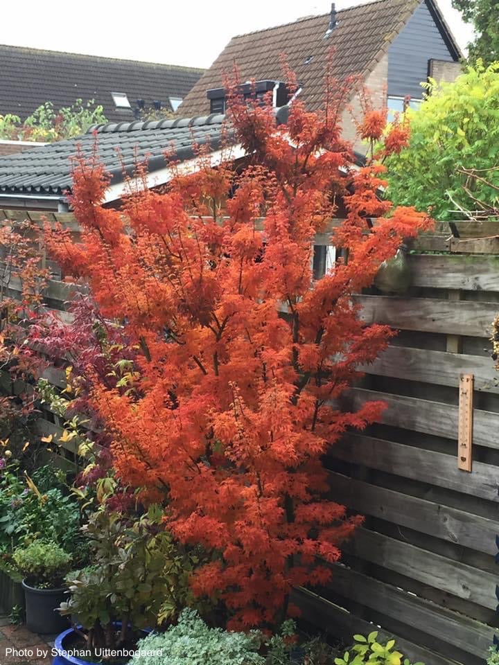 - FOR PICKUP ONLY | Acer palmatum 'Shishigashira' Lion's Head Japanese Maple | DOES NOT SHIP - Mr Maple │ Buy Japanese Maple Trees