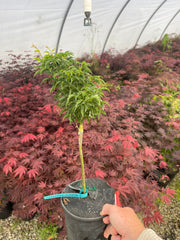 - FOR PICKUP ONLY | Acer palmatum 'Shishigashira' Lion's Head Japanese Maple | DOES NOT SHIP - Mr Maple │ Buy Japanese Maple Trees