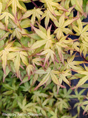- FOR PICK UP ONLY | Acer palmatum 'Golden Falls' Weeping Golden Japanese Maple | DOES NOT SHIP - Mr Maple │ Buy Japanese Maple Trees