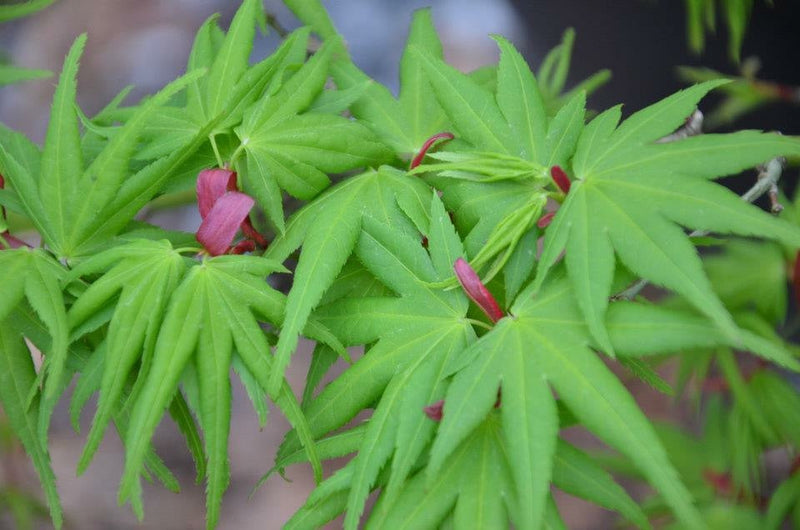 - FOR PICK UP ONLY | Acer palmatum 'Mikawa yatsubusa' Dwarf Japanese Maple | DOES NOT SHIP - Mr Maple │ Buy Japanese Maple Trees