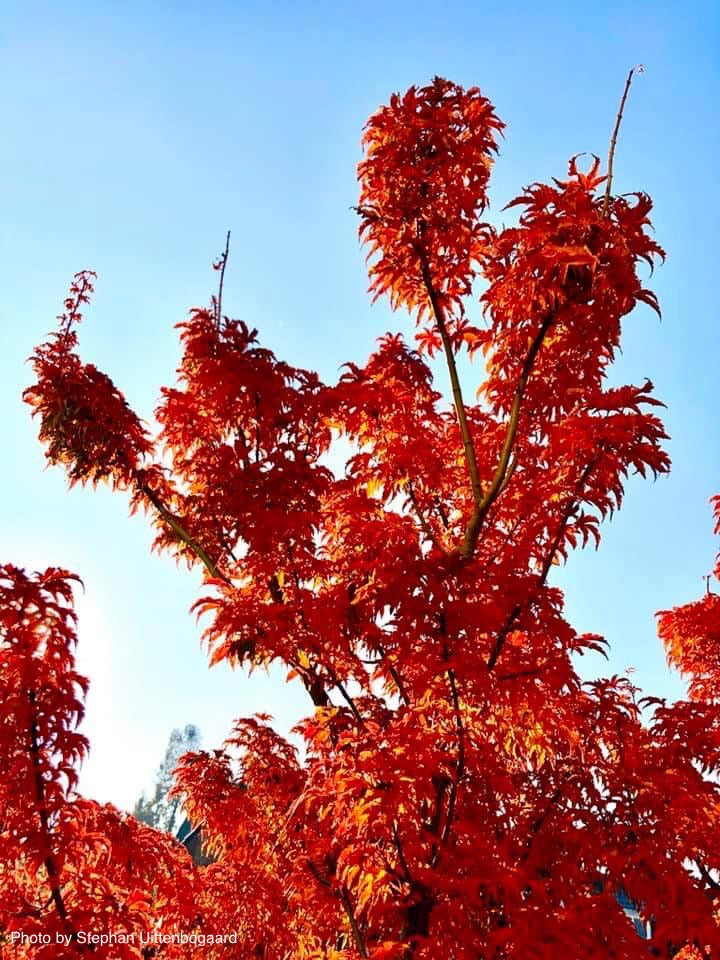 - FOR PICKUP ONLY | Acer palmatum 'Shishigashira' Lion's Head Japanese Maple | DOES NOT SHIP - Mr Maple │ Buy Japanese Maple Trees