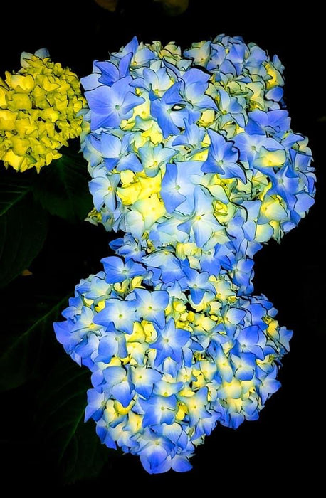 Hydrangea macrophylla 'Nikko Blue’ Blue Bloom Hydrangea