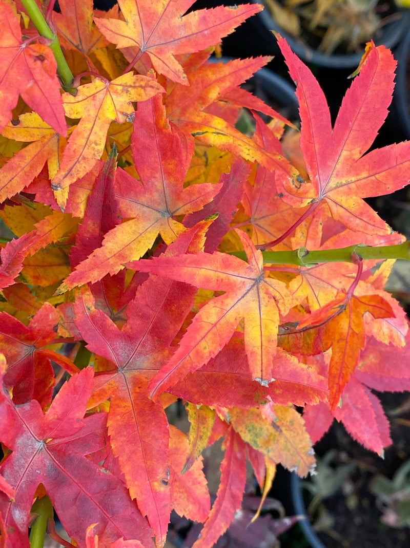 - FOR PICK UP ONLY | Acer palmatum 'Mikawa yatsubusa' Dwarf Japanese Maple | DOES NOT SHIP - Mr Maple │ Buy Japanese Maple Trees