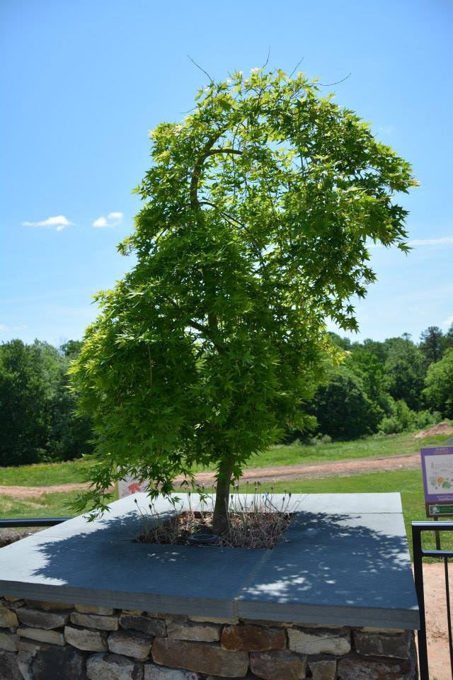 - FOR PICKUP ONLY | Acer palmatum 'Ryusen' Japanese Maple | DOES NOT SHIP - Mr Maple │ Buy Japanese Maple Trees