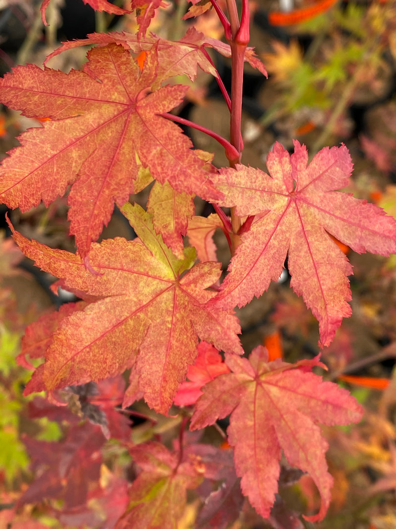 - FOR PICK UP ONLY | Acer palmatum 'Summer Gold' Japanese Maple | DOES NOT SHIP - Mr Maple │ Buy Japanese Maple Trees
