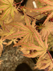 - FOR PICKUP ONLY | Acer palmatum 'Nebula' Variegated Japanese Maple | DOES NOT SHIP - Mr Maple │ Buy Japanese Maple Trees
