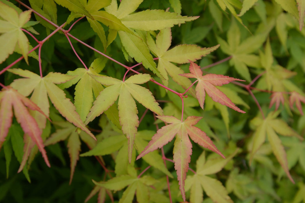 FOR PICKUP ONLY | Acer palmatum 'Katsura hime' Japanese Maple | DOES NOT SHIP
