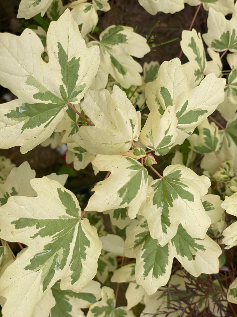 - FOR PICK UP ONLY | Acer campestre 'Carnival' White Variegated Maple | DOES NOT SHIP - Mr Maple │ Buy Japanese Maple Trees